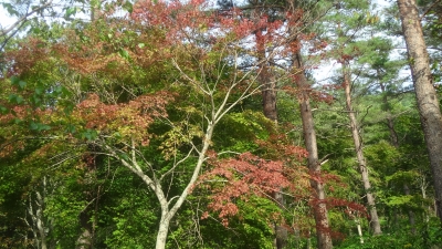 森のこだま館 紅葉