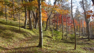 森のこだま館 四季 紅葉